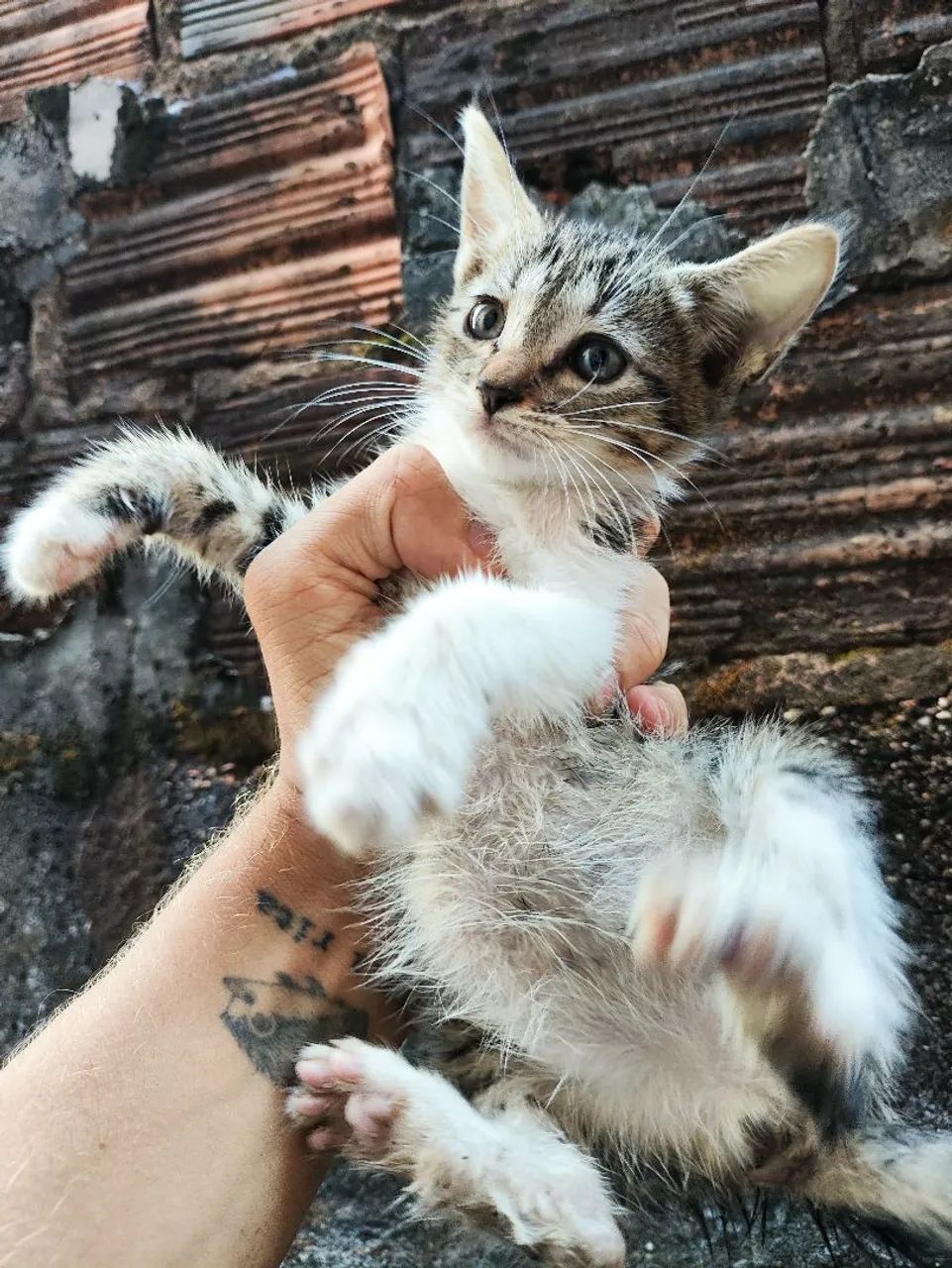 Gata(o) fêmea para adoção  - Foto 5