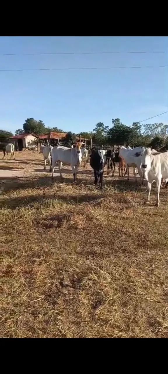Novilhas neloradas 