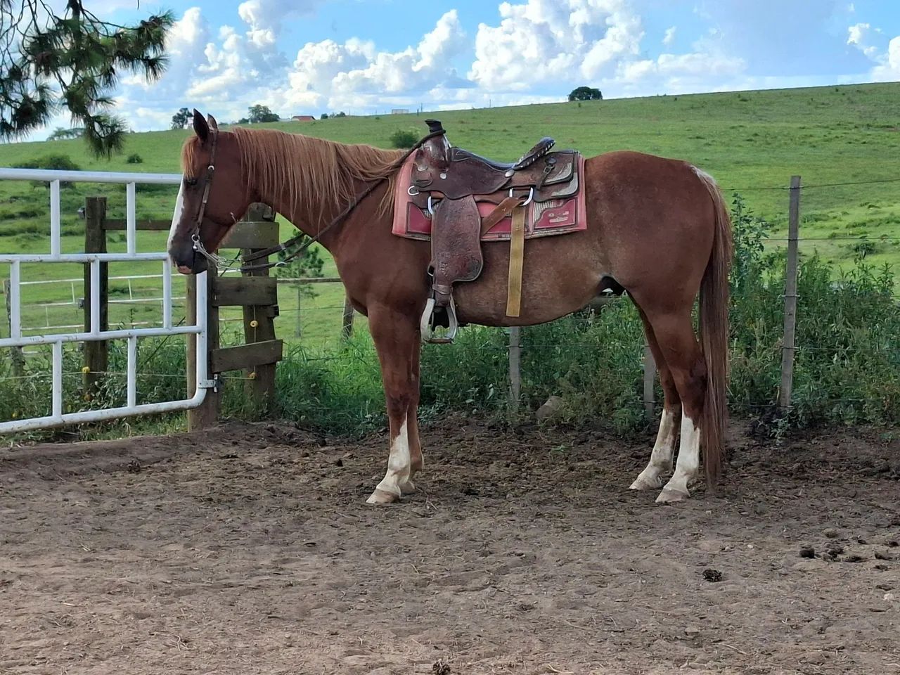 Cavalos - Foto 4
