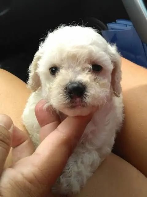 Poodle micro toy MACHOS.  - Foto 2
