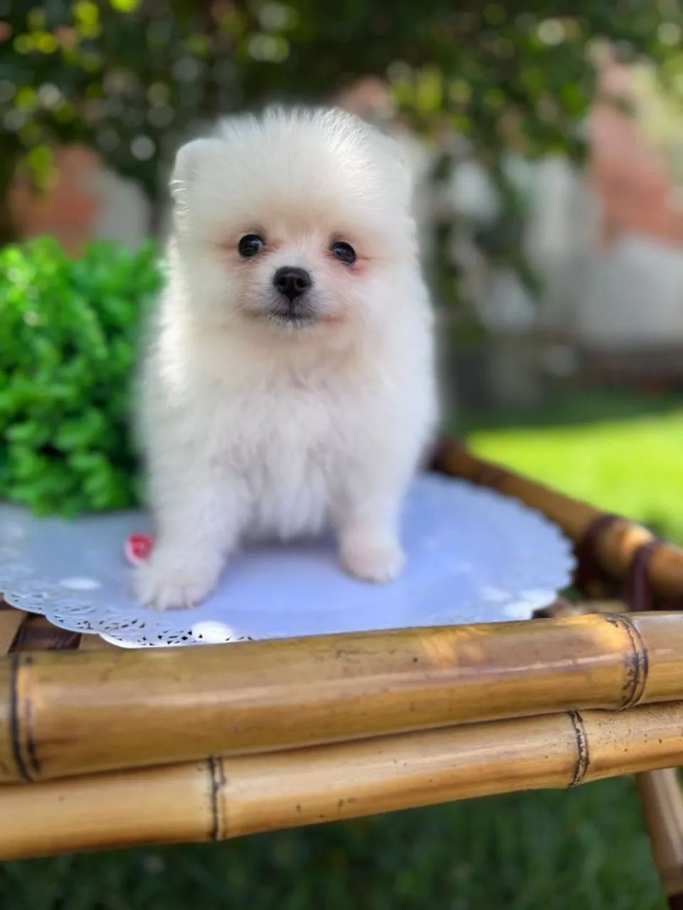 Lulu da Pomerânia fêmea  - Foto 4
