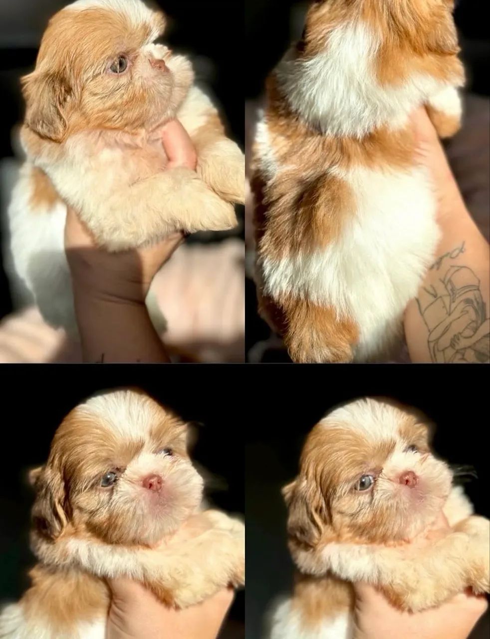 Vendo shih tzu fêmea micro, com pedigree e vacinas em dias  - Foto 5