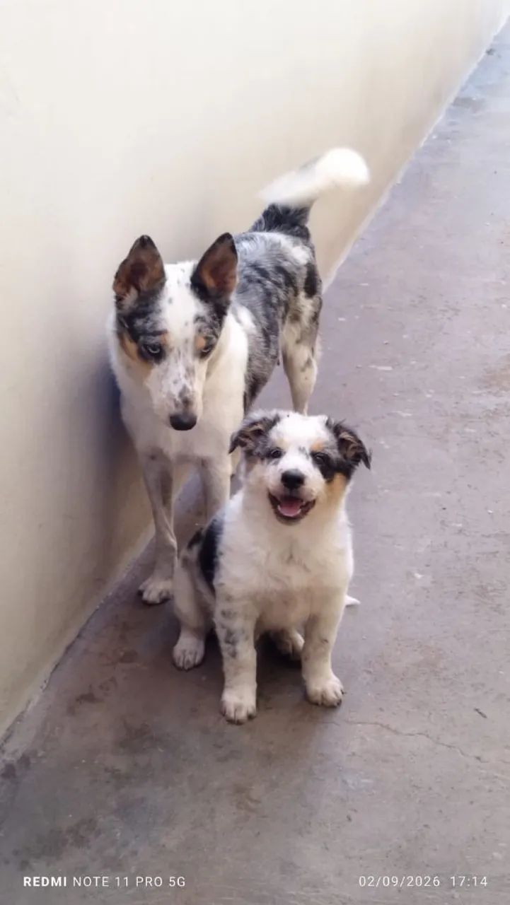 Border Collie 