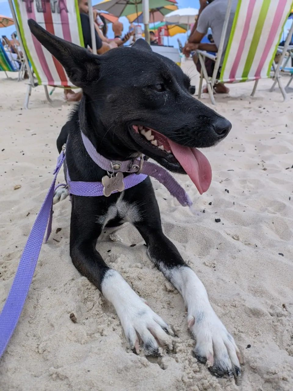 Cadela para adoçao - Foto 2