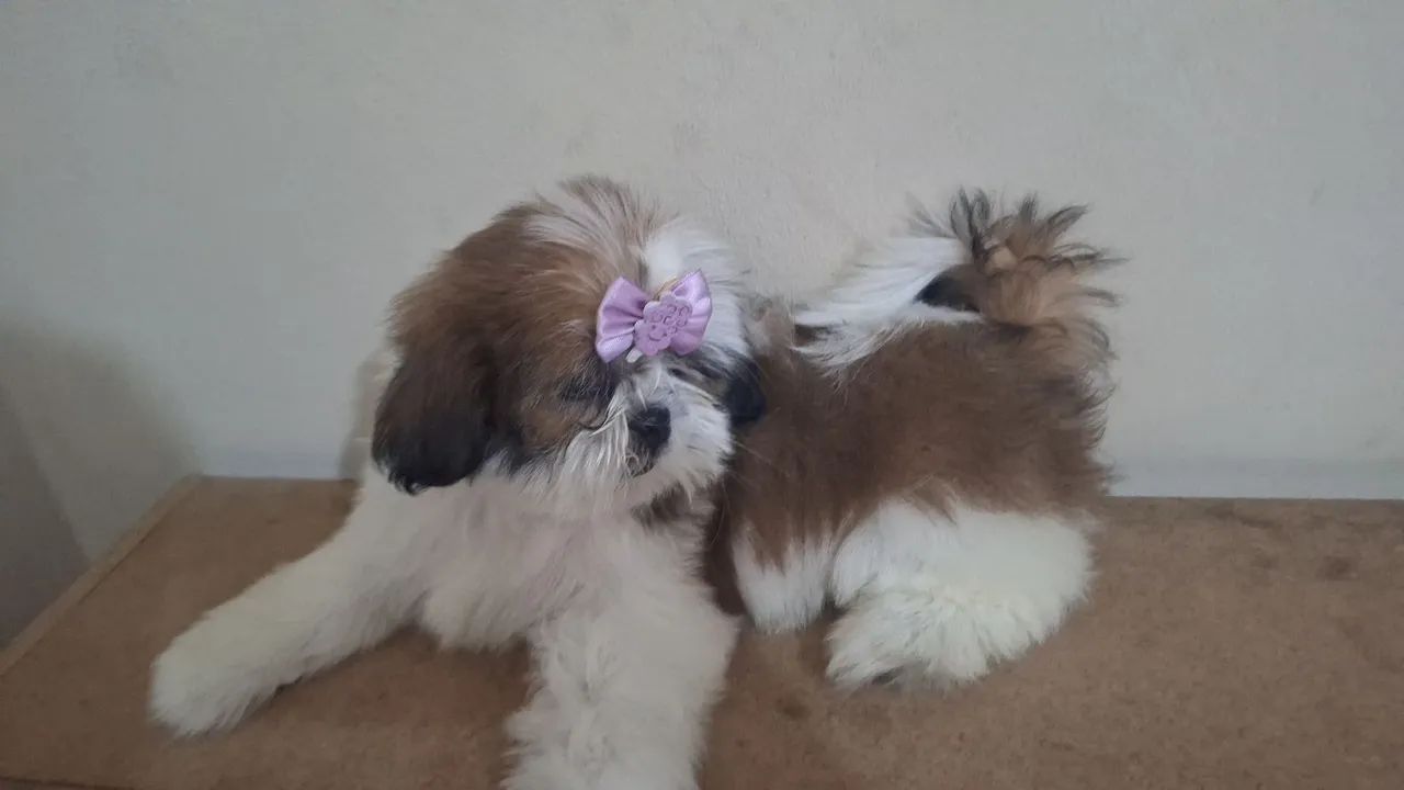 Shih Tzu  - Foto 3