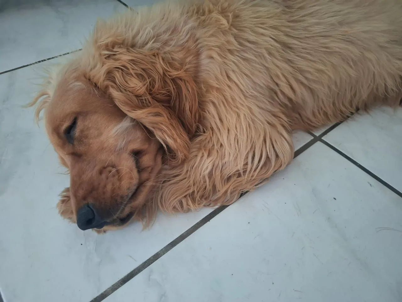 Adoção responsavel de cocker spaniel de 11 meses - Foto 2
