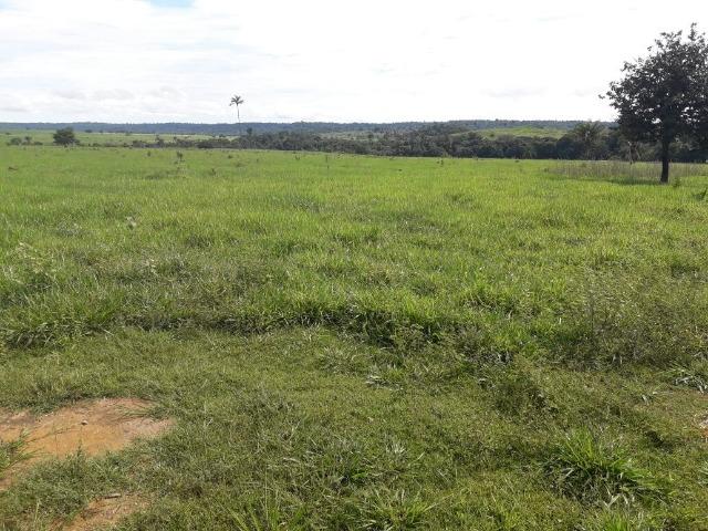 Fazenda de 261 alqueires, com 250 aberto 30 km de Nova Santa Helena -MT - Foto 3