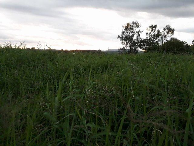 Mudas de Tifton 85 Pasto Pastagem Feno Silagem Forragem - Idealfarm - Foto 2