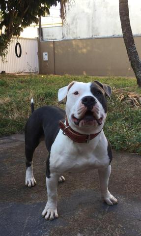 Filhotes de pitbull x Pit monster