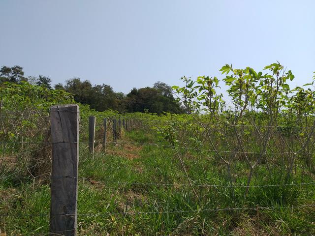 Vendo chacara - Foto 5