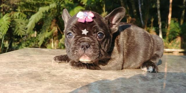 Filhote Fêmea de Bulldog Francês, linhagem Húngara - preço especial