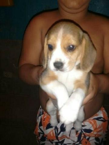 Filhote Husky/Akita Inú/Bichon Frisé/Maltes/Yorshire/Beagle/Rottweiler - Foto 4