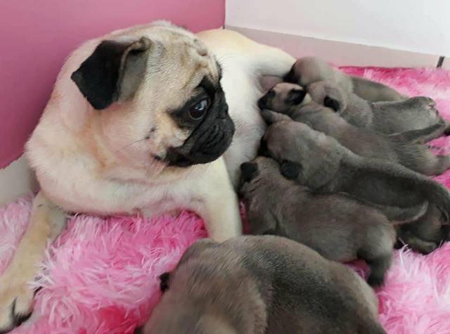 Filhotes de pug