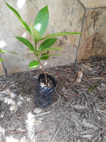 Vendo mudas - Foto 3