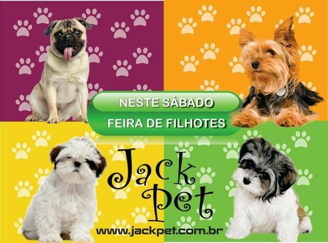 Lindos filhotES De Shitzu, Yorkshire,Lhasa Apso