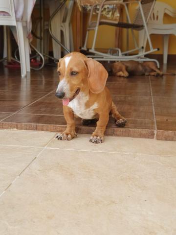 Procura-se cachorrinho - Foto 2