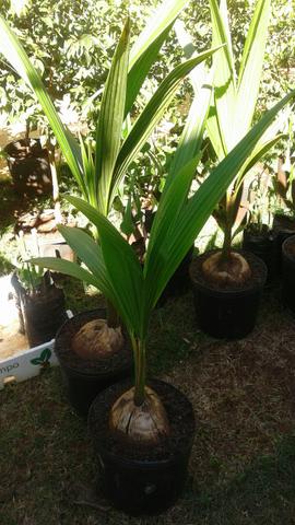 Produtor frutífera com Frutos-limão taiti, galego, pokan-Grama preço baixo-Montamos Pomar - Foto 5