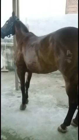 Cavalo de direita pra textar