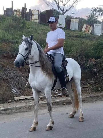 Cavalo MM marcha batida e de centro  - Foto 4