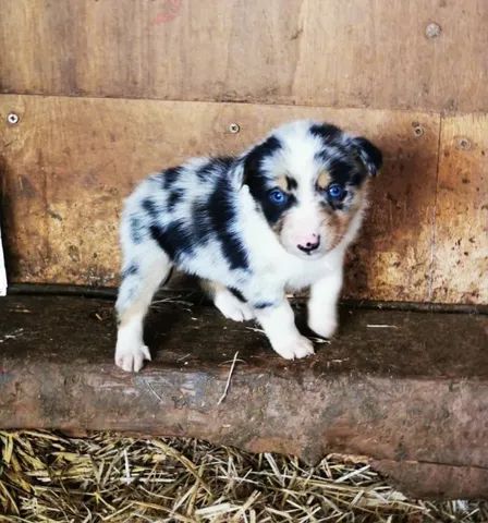 Border collie blue merle hot sale olx