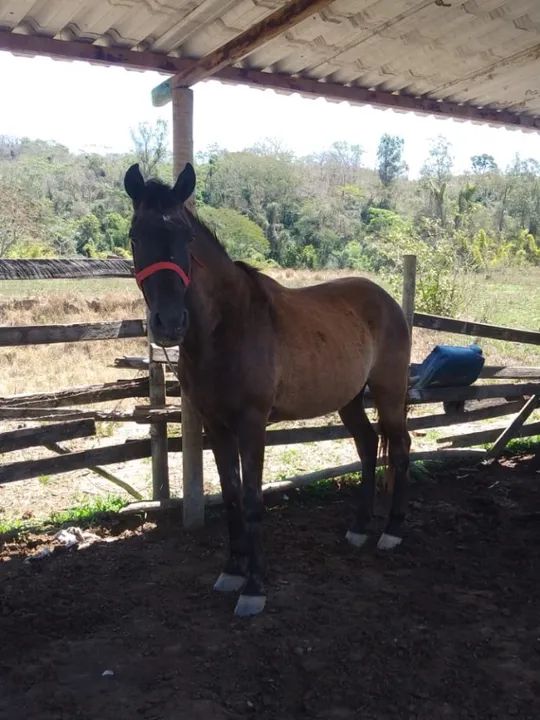 Cavalo marcha picada  castrado
