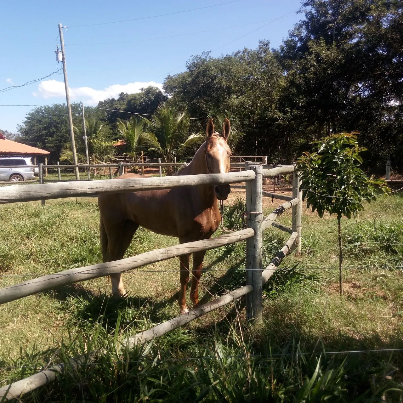 Égua Campolina Marcha Picada. - Foto 3