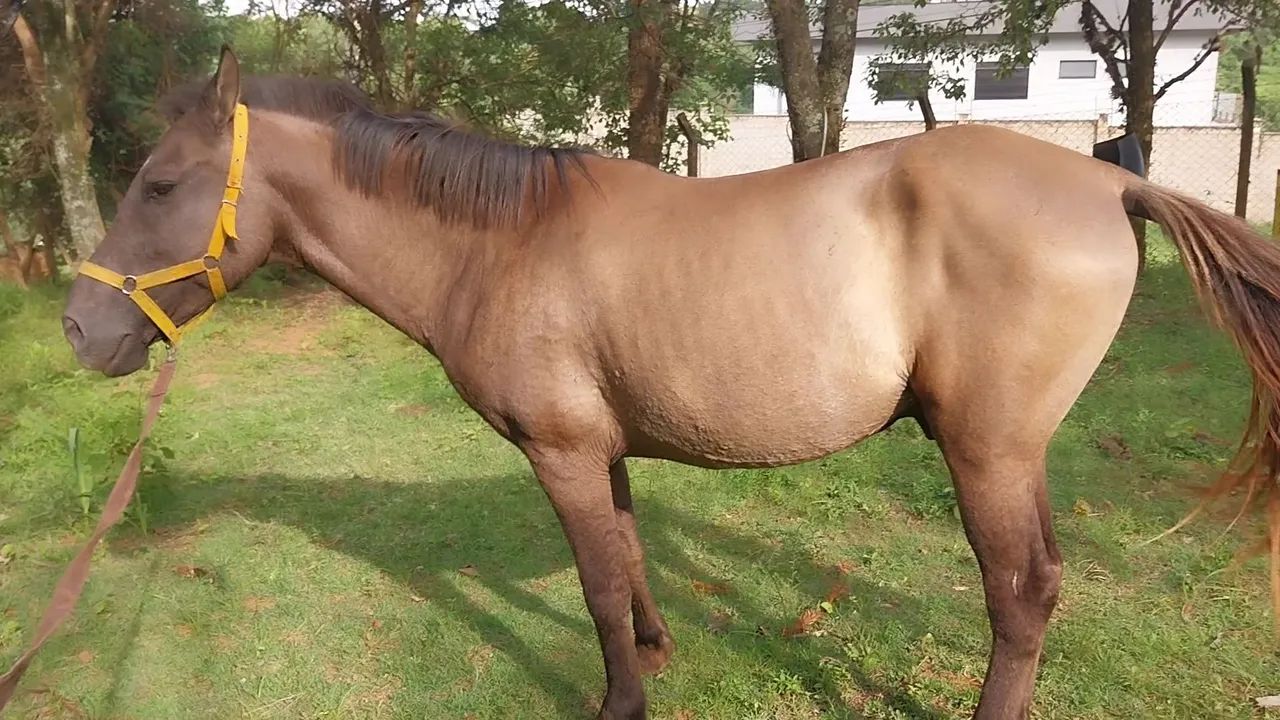 Oportunidade! Cavalo 7 anos - Foto 4