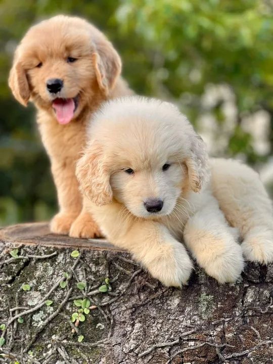 Amor de quatro patas. - Foto 3