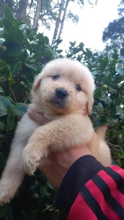 Golden Retriver  - Foto 2