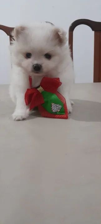 Filhote de Spitz Alemão