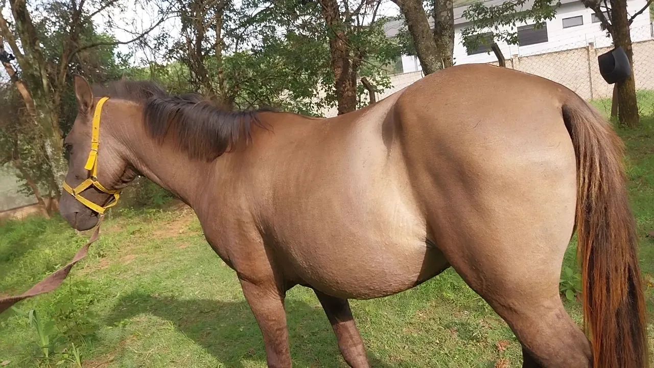 Oportunidade! Cavalo 7 anos - Foto 5