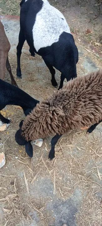 Carneiro santa Inês  - Foto 2