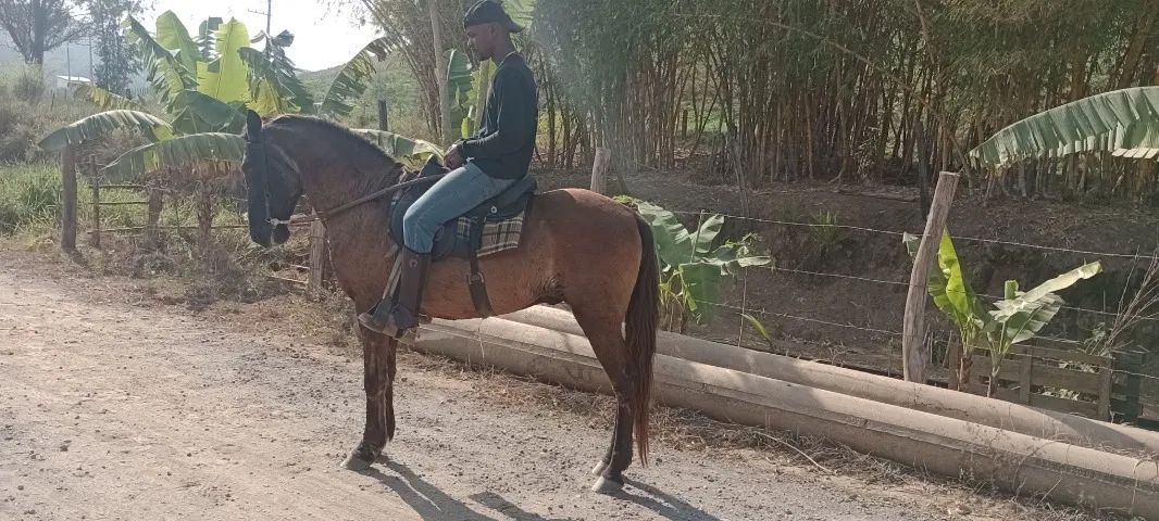 Cavalo marcha picada  castrado - Foto 2