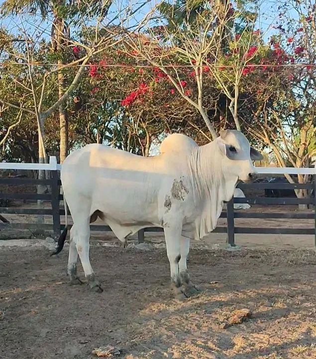 TOURINHOS NELORE PARA REPRODUTOR 