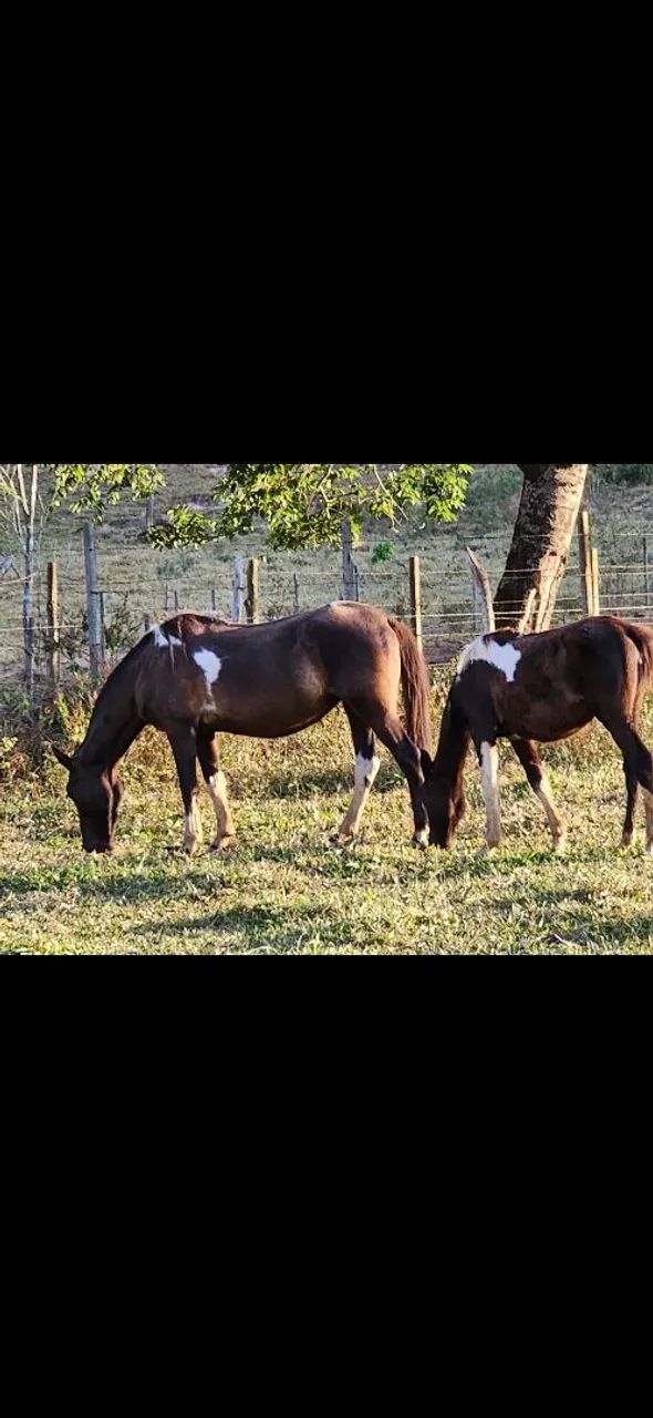 Égua Mangalarga marchador Registrada - Foto 4