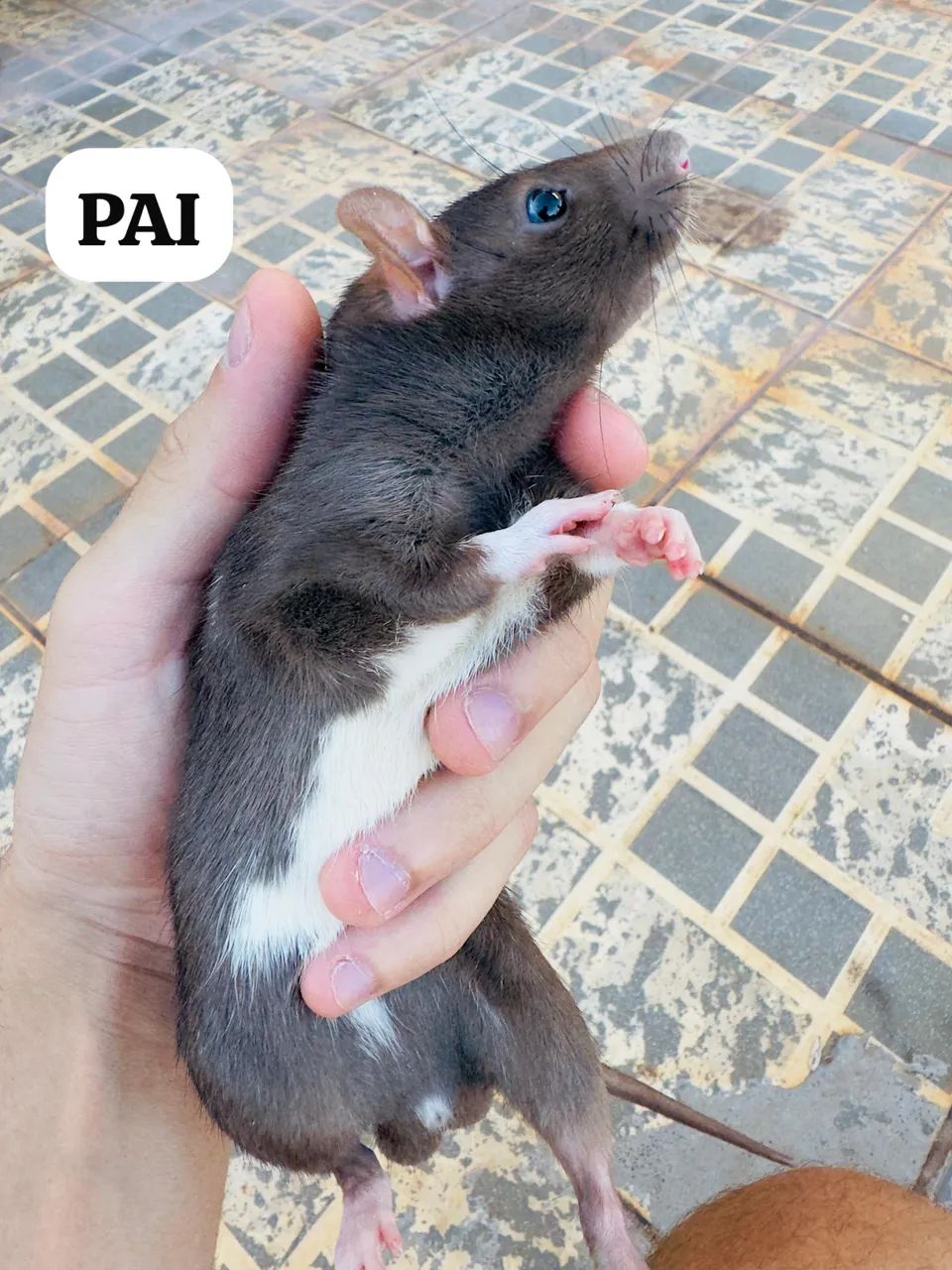 Vendo Ratinhos TWISTTER, mansinho!