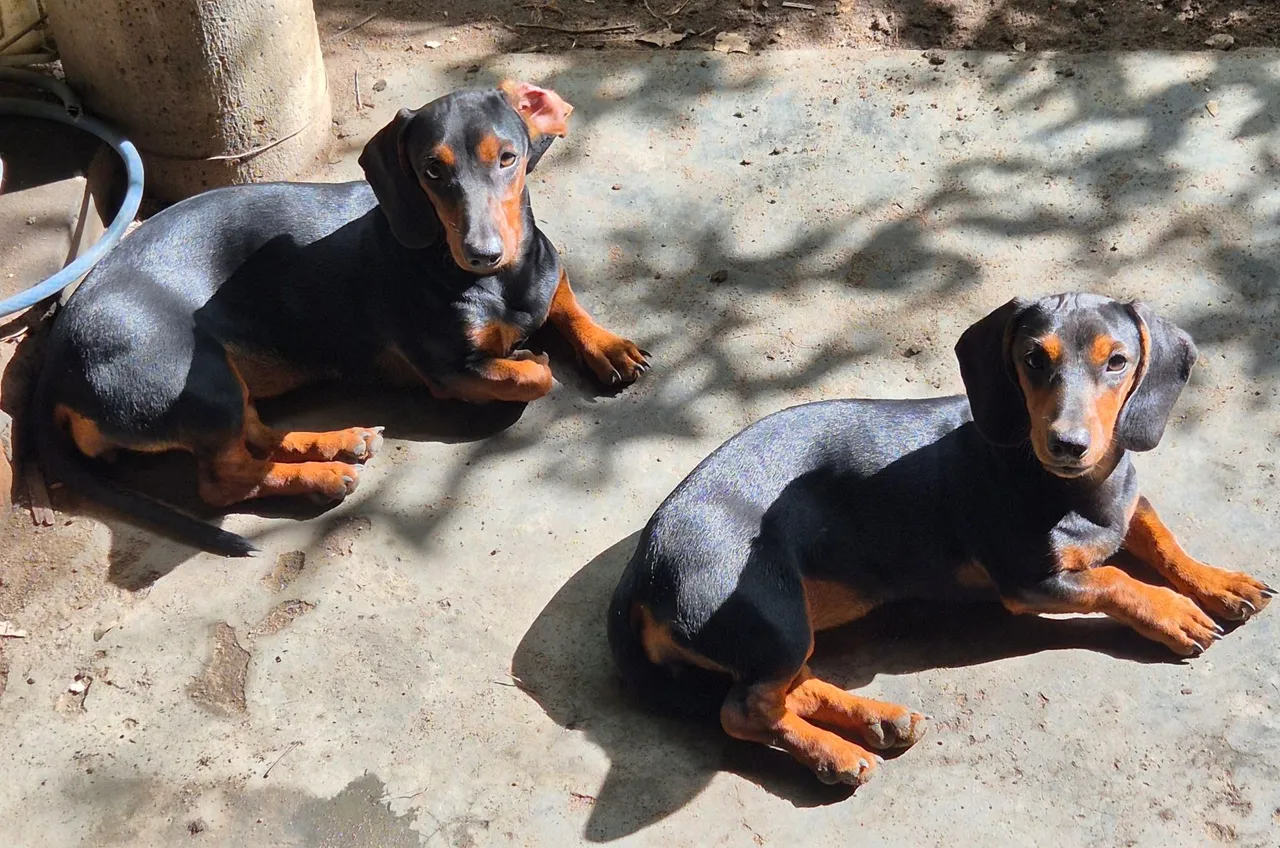 Filhotes de Dachshund (fêmeas)