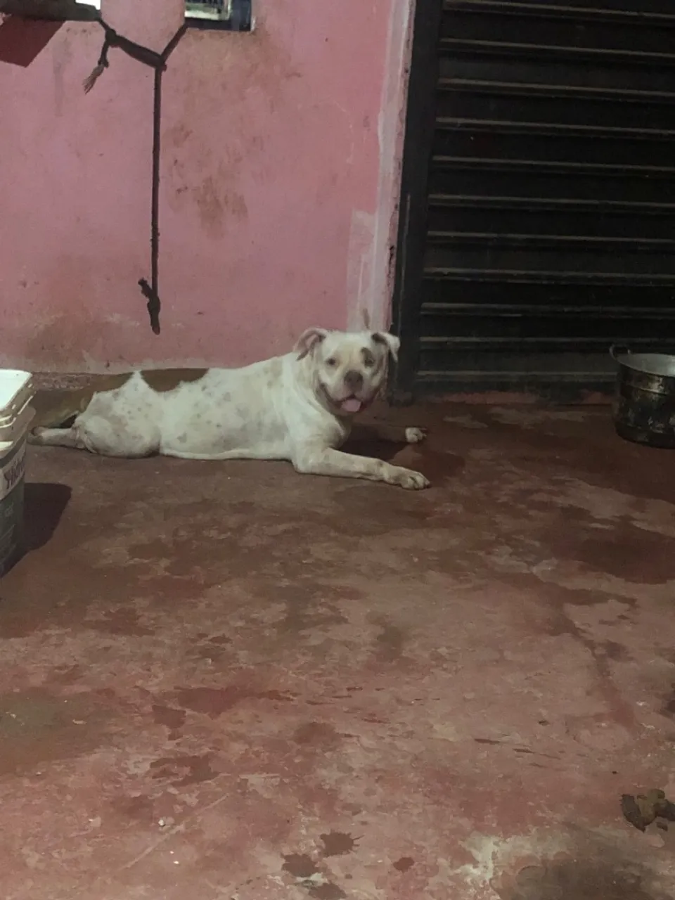 Pit Mostre fêmea Dia seis estou de mudança