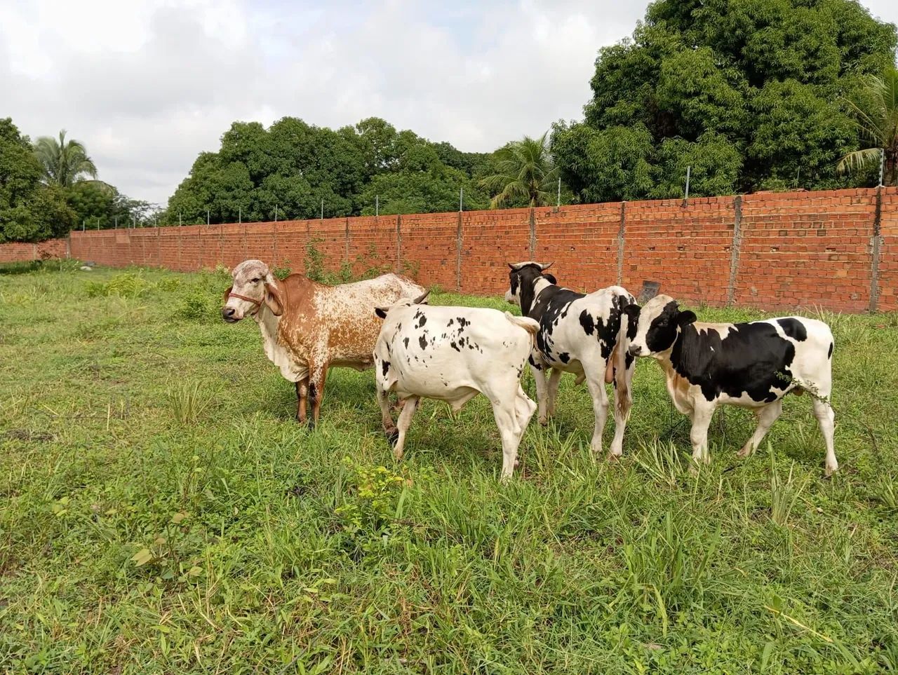 Bois à venda  - Foto 3