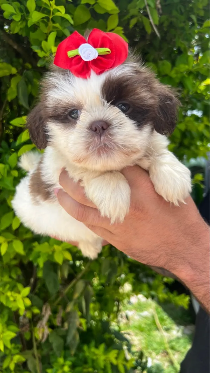 Filhote Shih Tzu Fêmea e machos