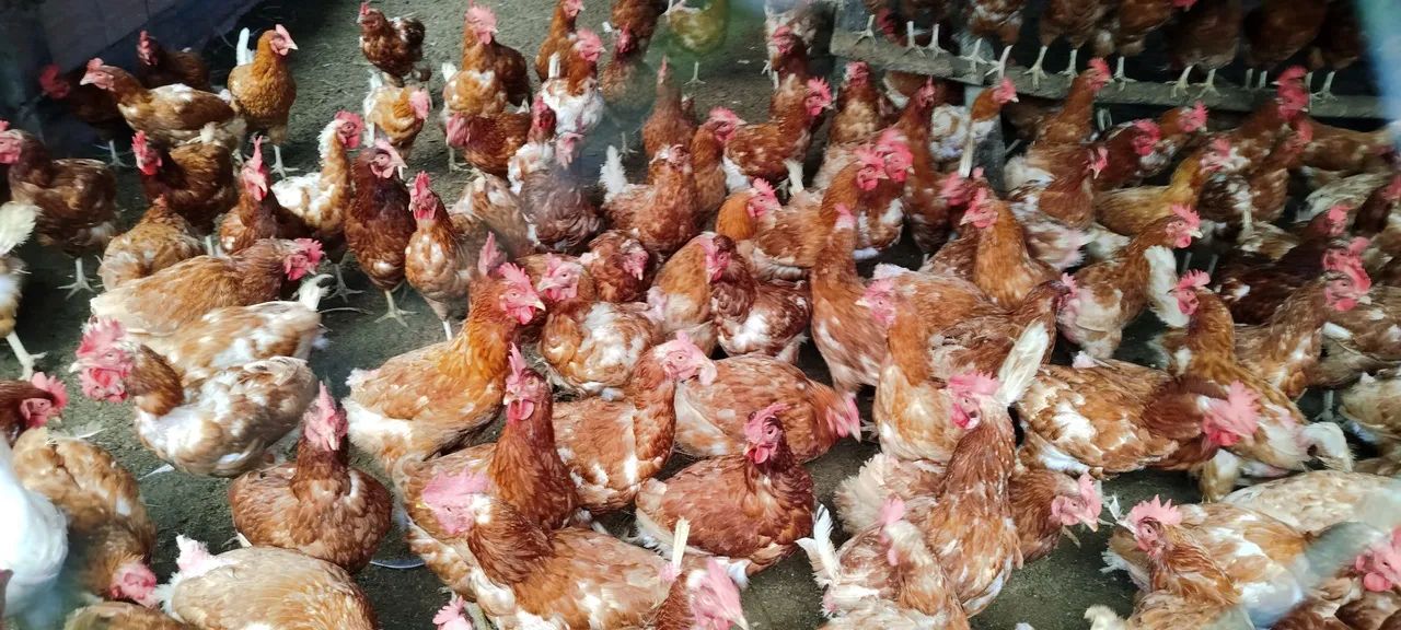 Galinha poedeira - Foto 2