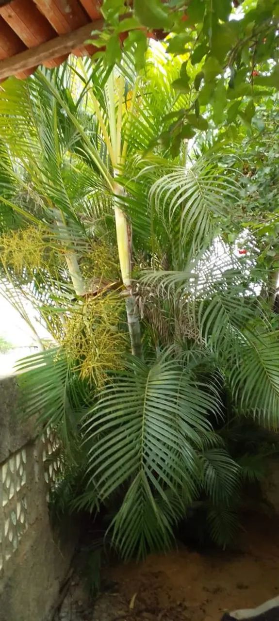 vende-se sítio em coração de Maria com pcina - Foto 9