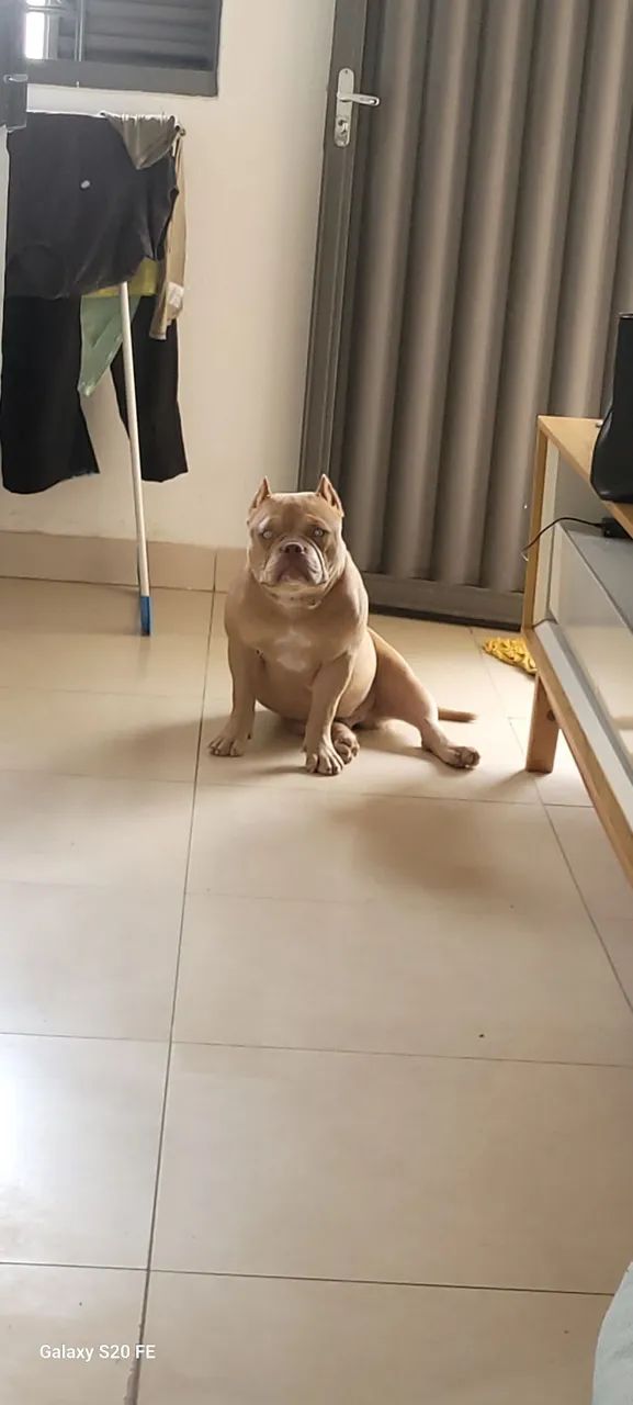 American Bully - Filhote Macho Disponível