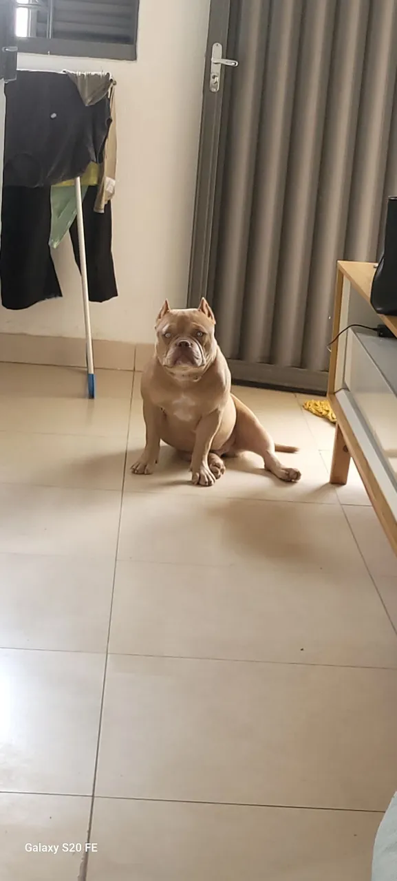 American Bully - Filhote Macho Disponível