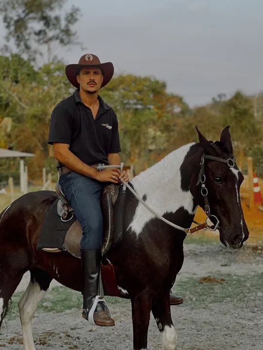 Égua Mangalarga Marchador (cavalo) - Foto 2