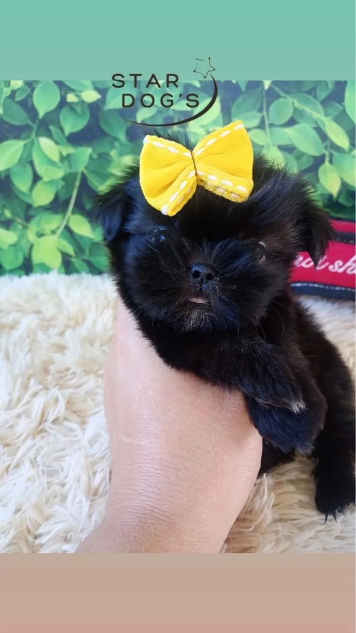 Shih Tzu Fêmea mini - Foto 3