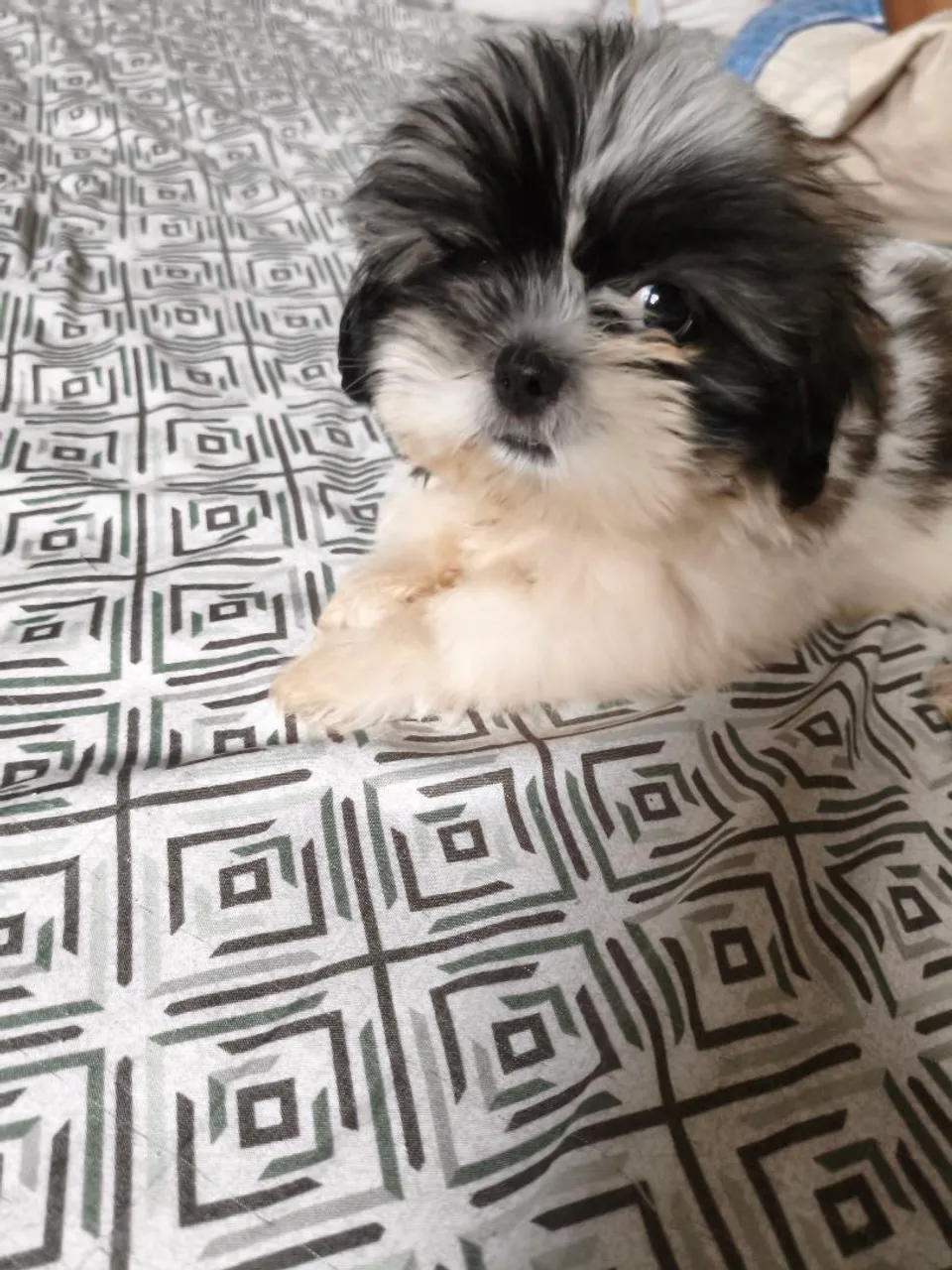 Filhote Shih Tzu  Fêmea 
