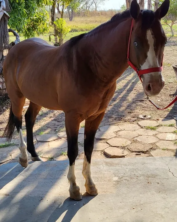 Tropa quarto de milha cavalo égua 