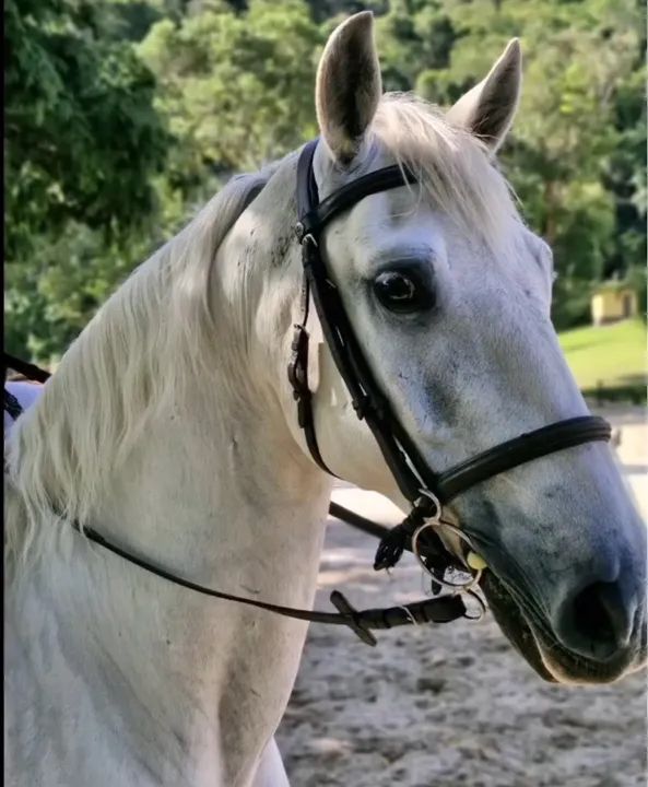 Cavalo Puro Sangue Lusitano - com Registro- salto e adestramento