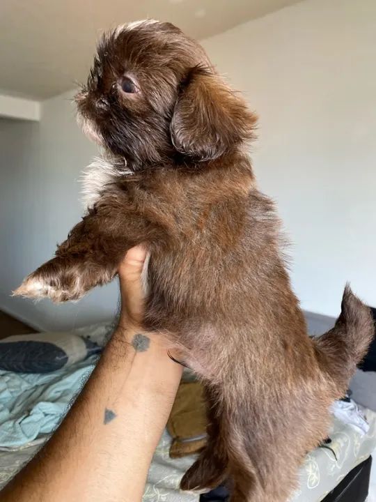 Filhote Shih Tzu - Fofo e Carinhoso - Foto 3